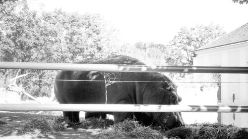 Flusspferd beim essen