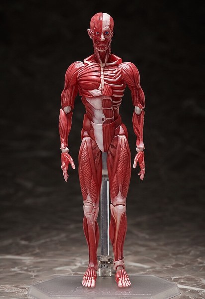 figma-anatomical-model